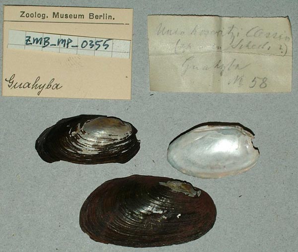 specimen