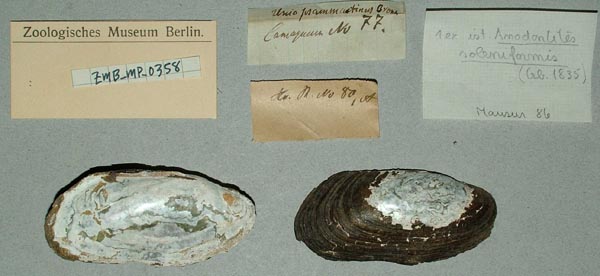 specimen