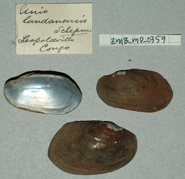 image of lot ZMB_MP_0359 image of lot ZMB_MP_0359