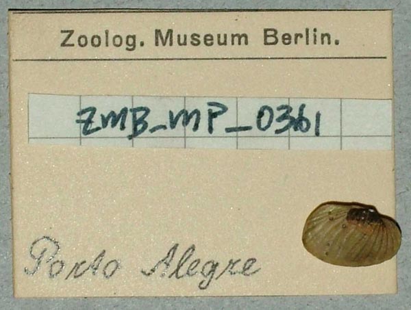 specimen