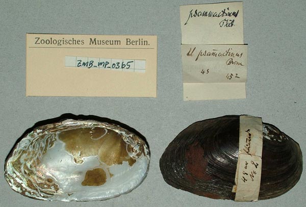 specimen