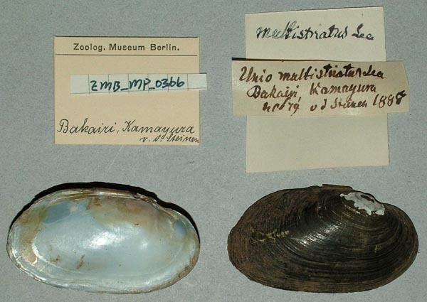 specimen