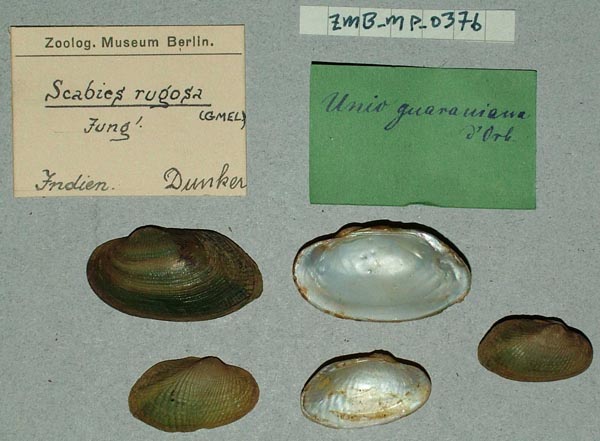 specimen