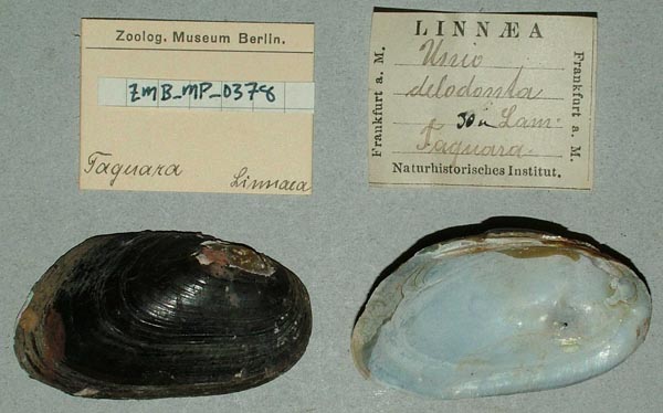 specimen