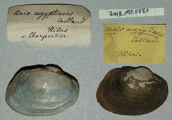 specimen