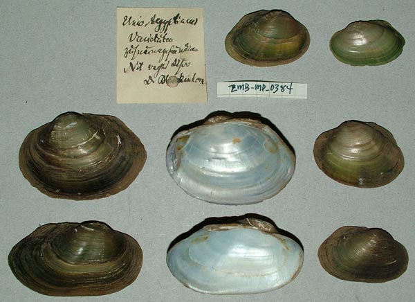 specimen