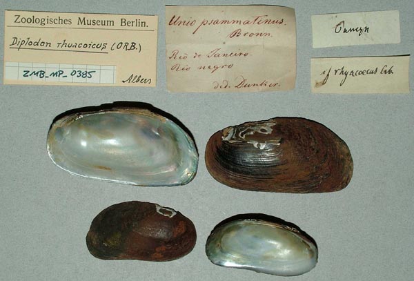 specimen