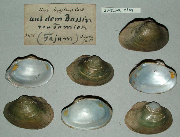 specimen