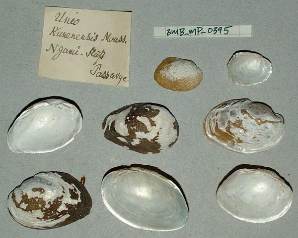 specimen