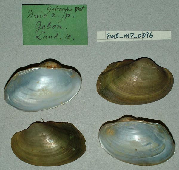 image of lot ZMB_MP_0396 image of lot ZMB_MP_0396