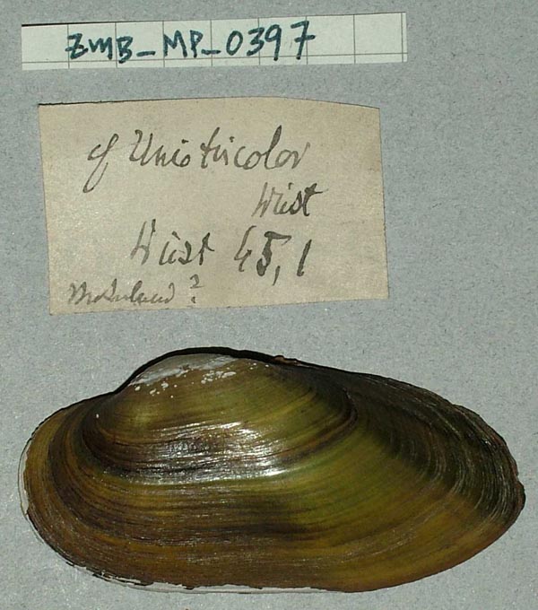 specimen