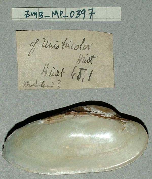 specimen