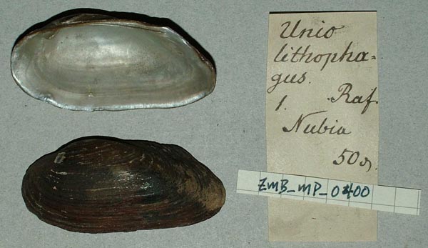 specimen
