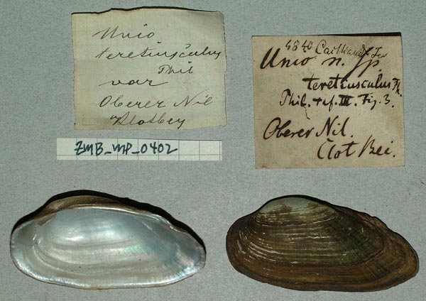 specimen
