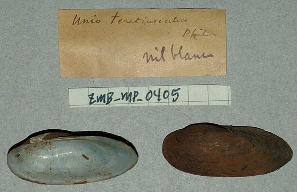 specimen