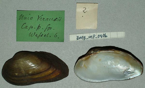 specimen