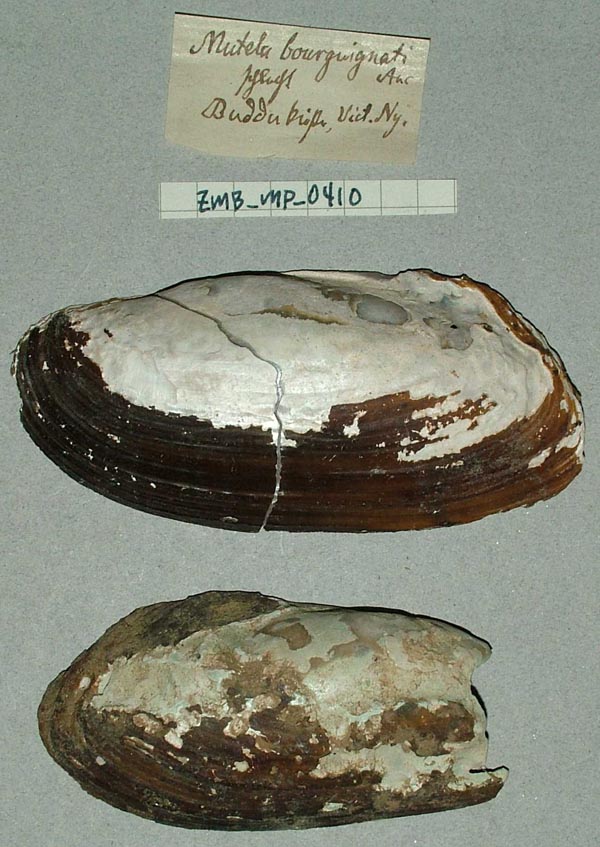 specimen