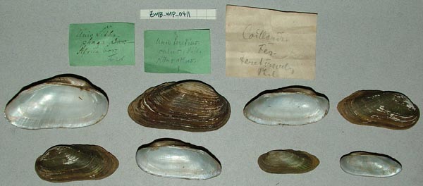specimen