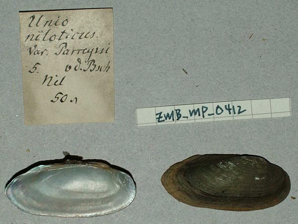 specimen