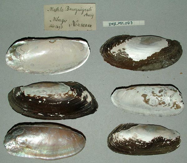 specimen