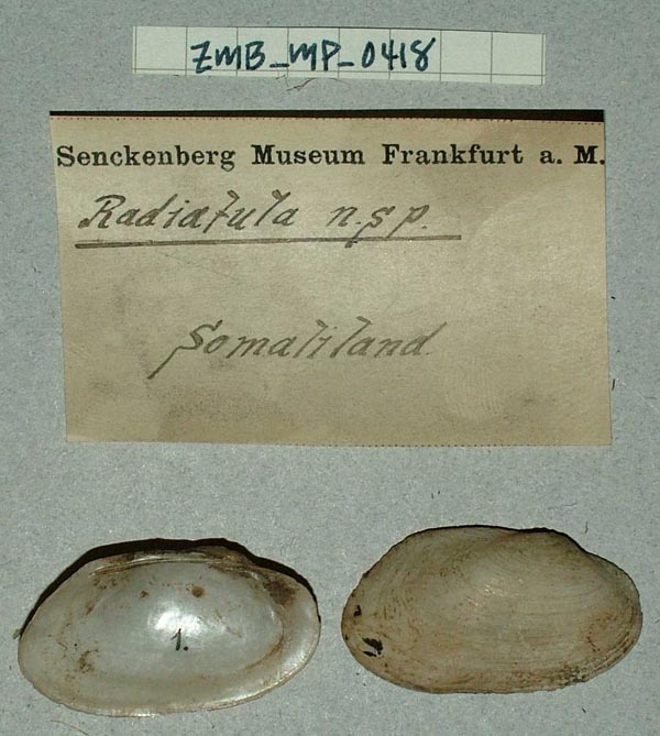 specimen
