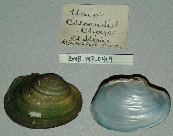 specimen