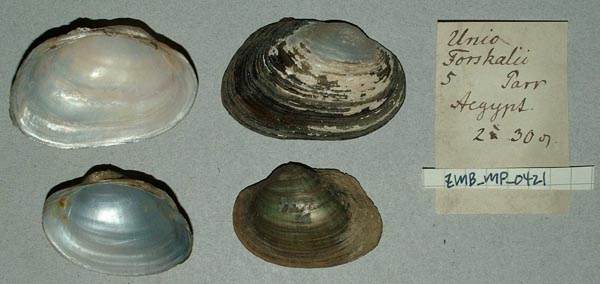 specimen