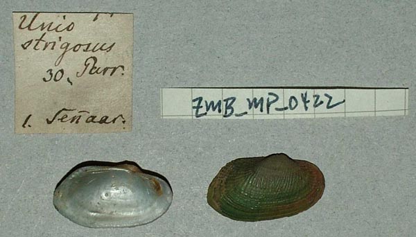 specimen