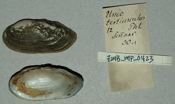 specimen
