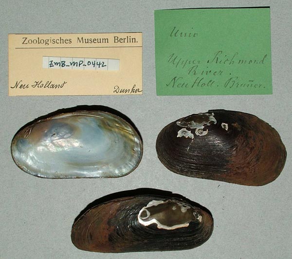 specimen