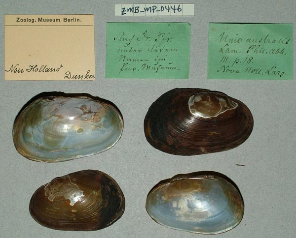 specimen