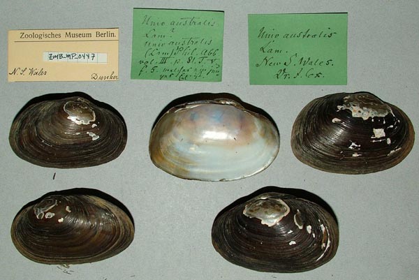 specimen