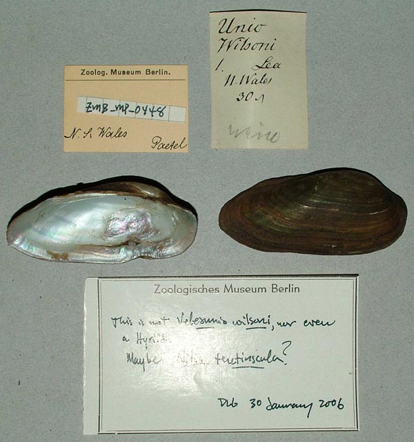 specimen