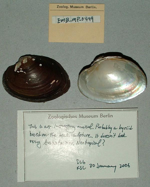 specimen