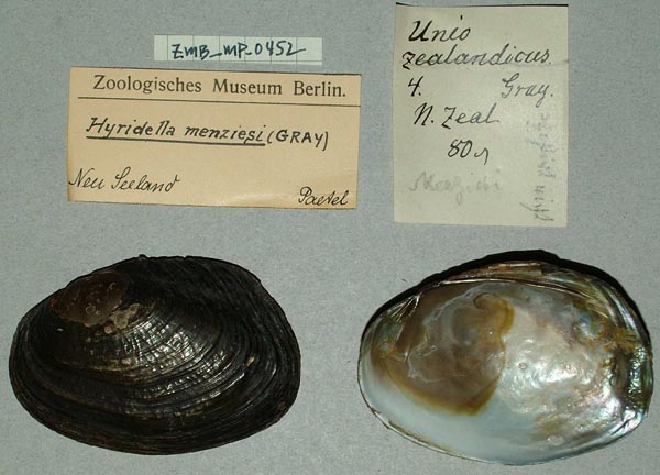 specimen