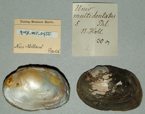 specimen