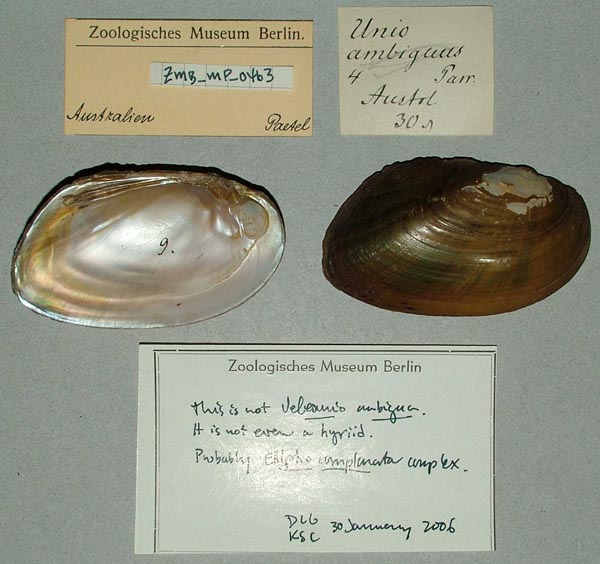 specimen