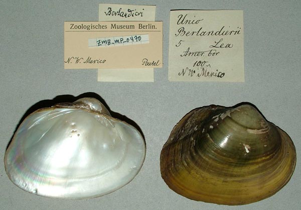specimen