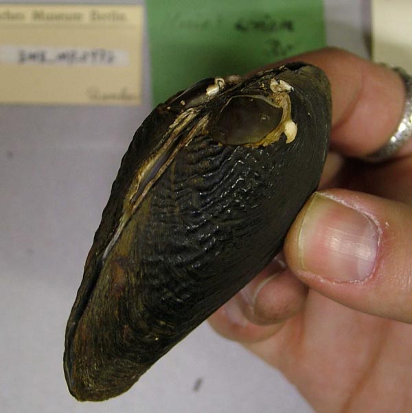 specimen