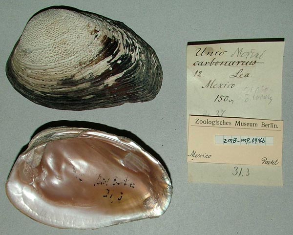 specimen