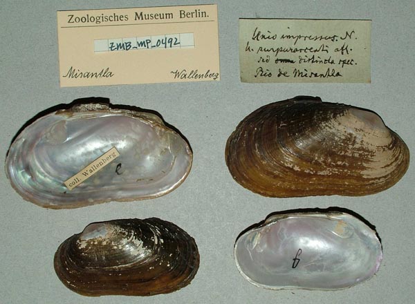 specimen