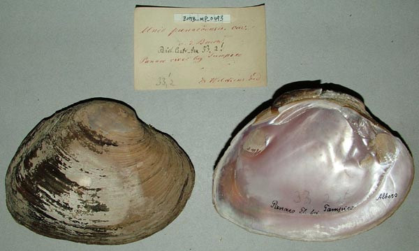 specimen
