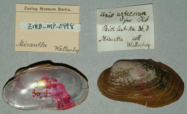 specimen