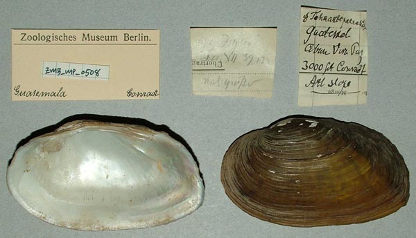 specimen