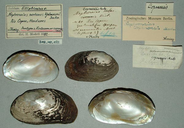 specimen