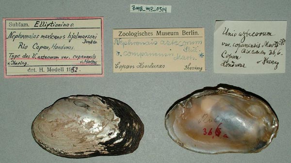 specimen
