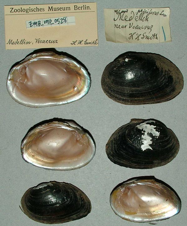 specimen
