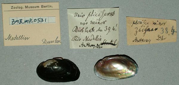 specimen
