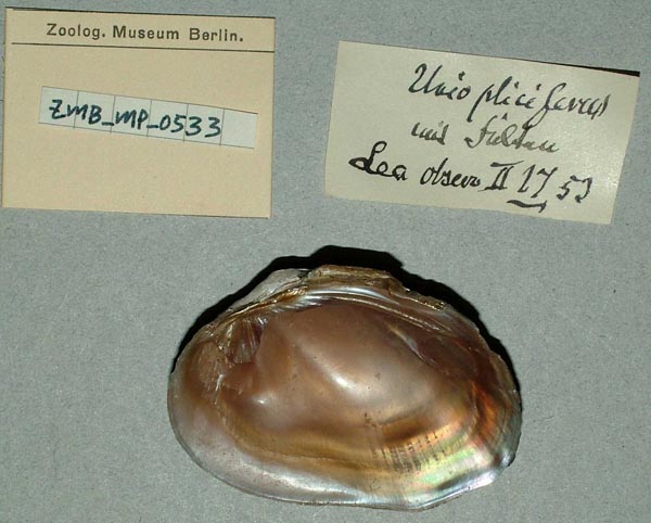 specimen