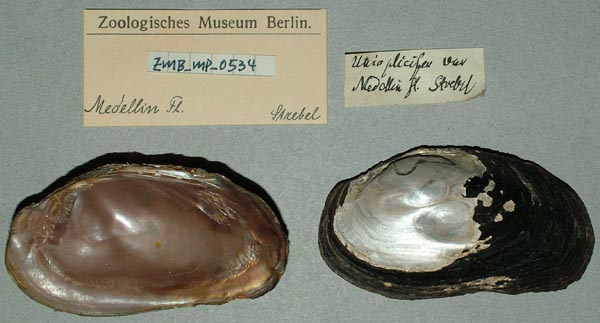 specimen